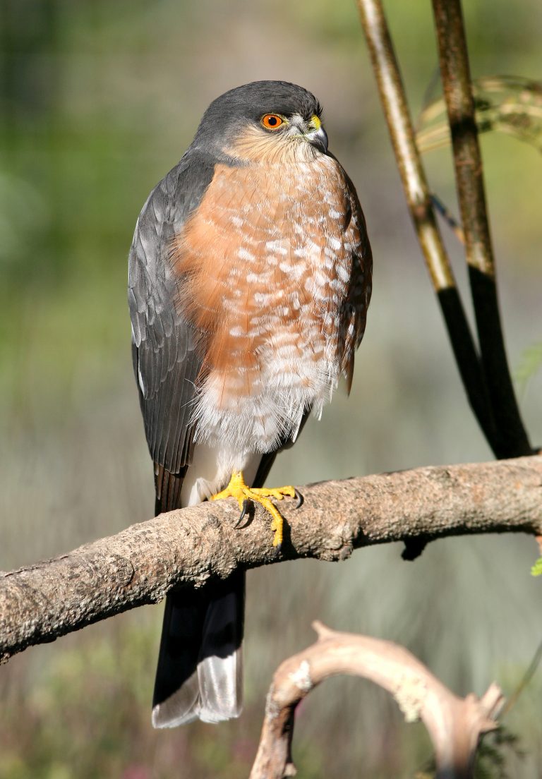 Les Oiseaux Tourbi re De La Grande Pl e Bleue les-oiseaux-tourbi-re-de-la-grande-pl-e-bleue